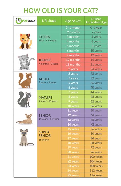 cat years and human years chart